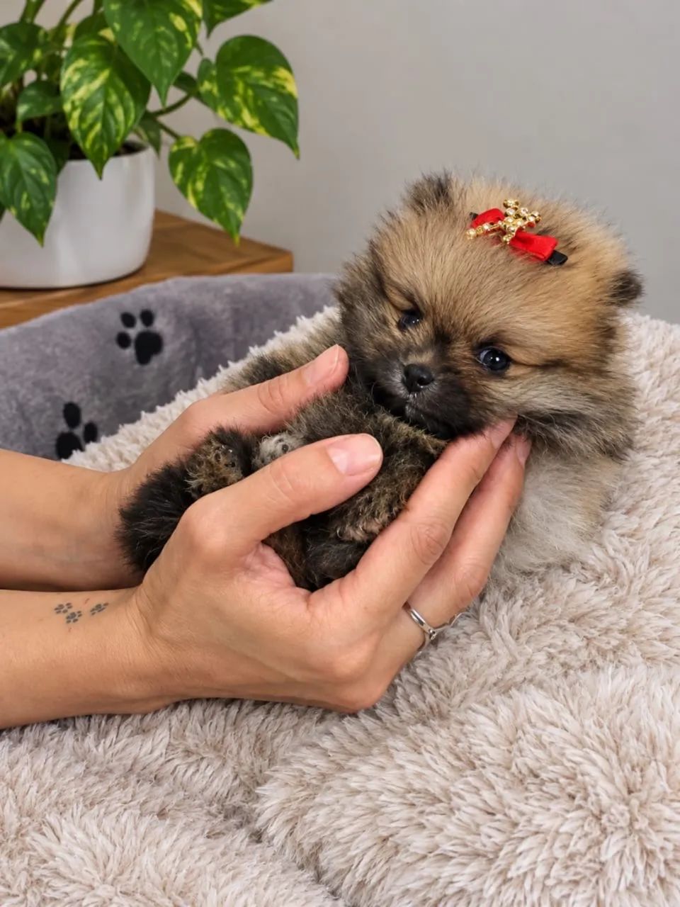  Um Spitz para chamar de seu
