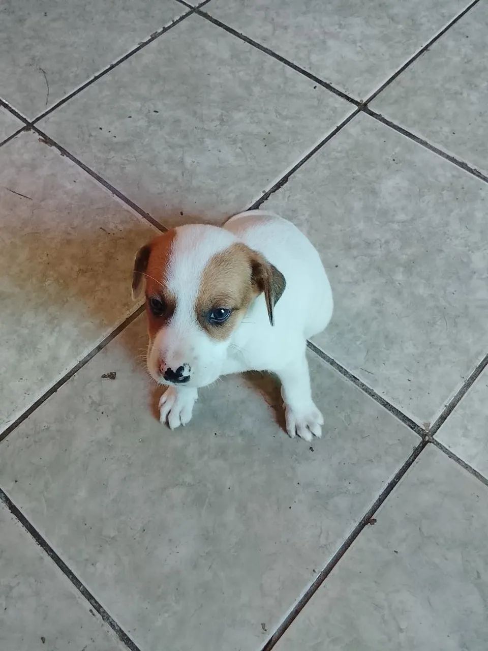 Cachorro Pastor Alemão Mestiço 