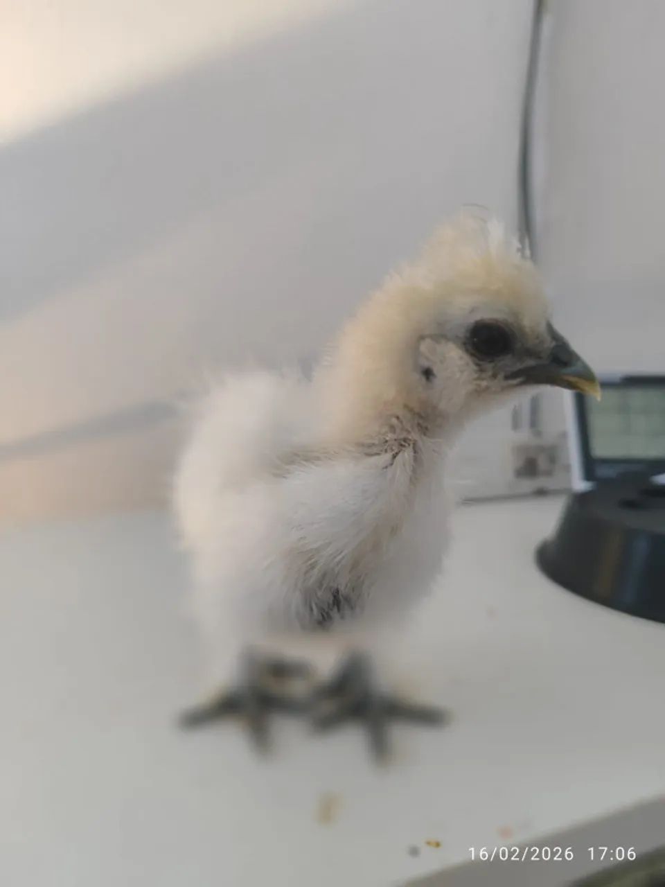 PINTINHOS SEDOSA DO JAPÃO - 3 SEMANAS - Foto 2