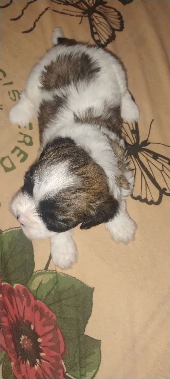 Cachorro  - Foto 2