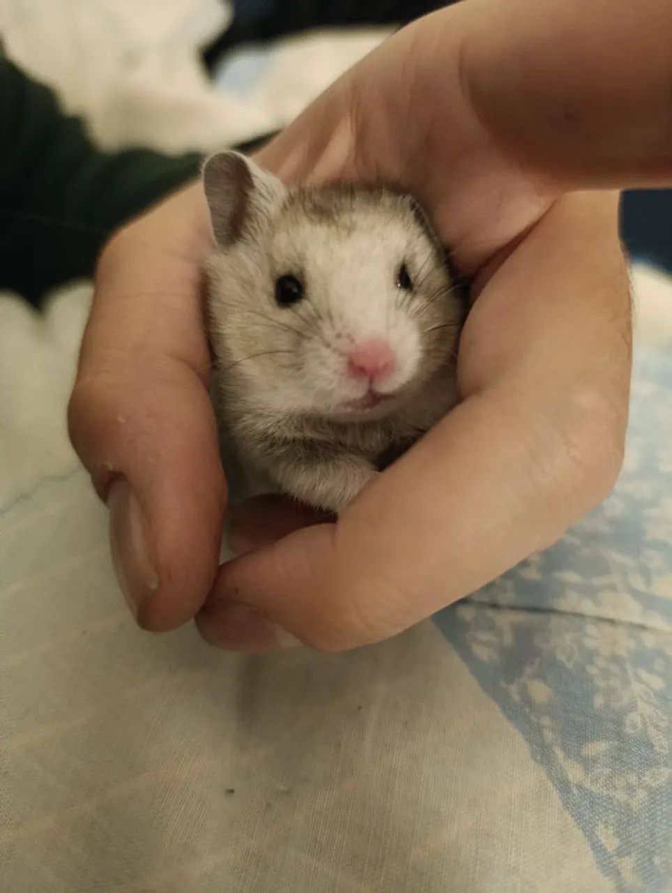 Filhotes de Hamster  - Foto 5