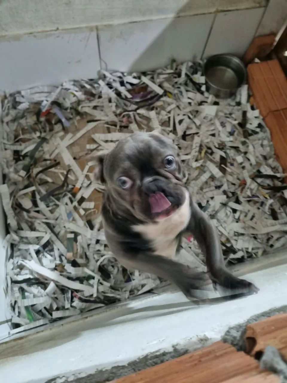Buldog Francês  - Foto 4