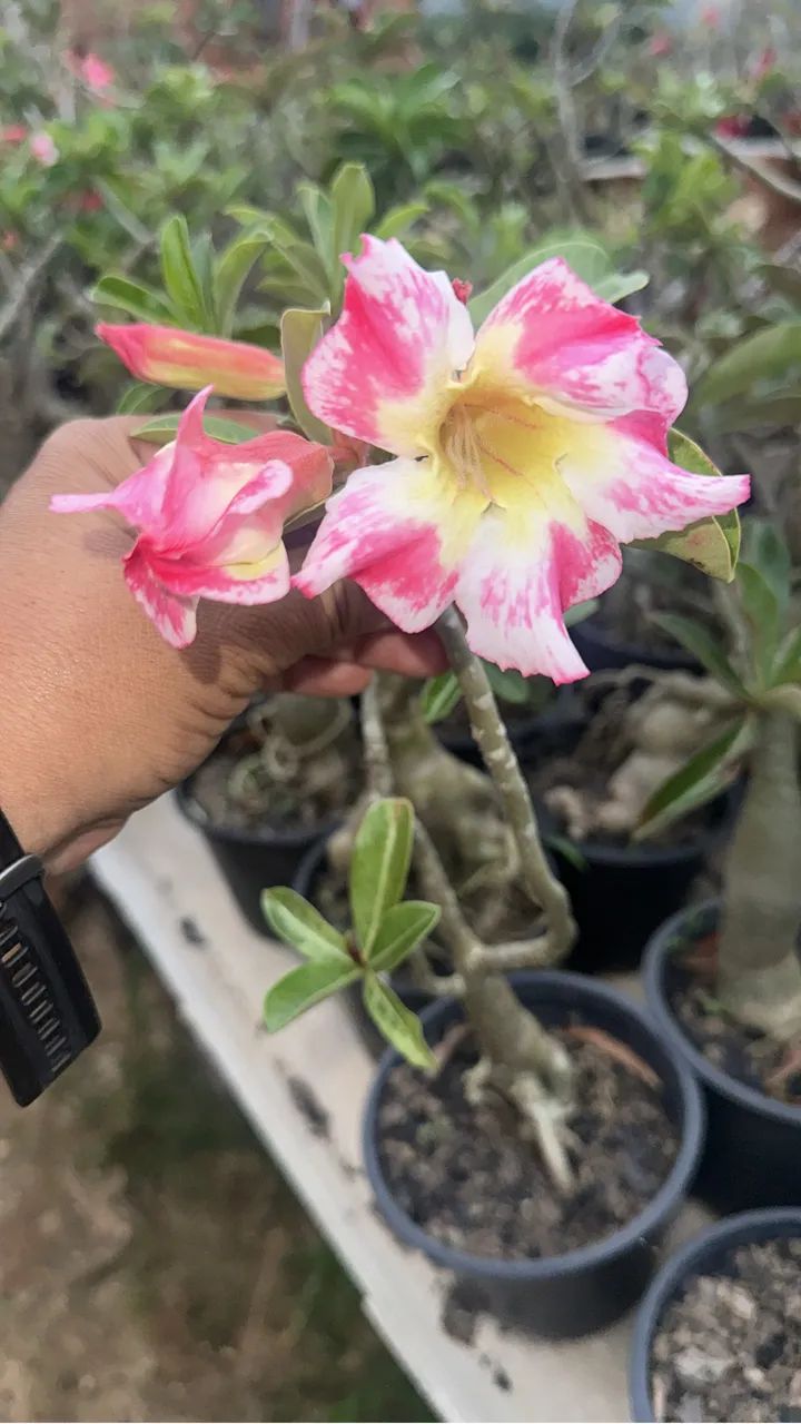 Rosa do deserto singela  - Foto 3