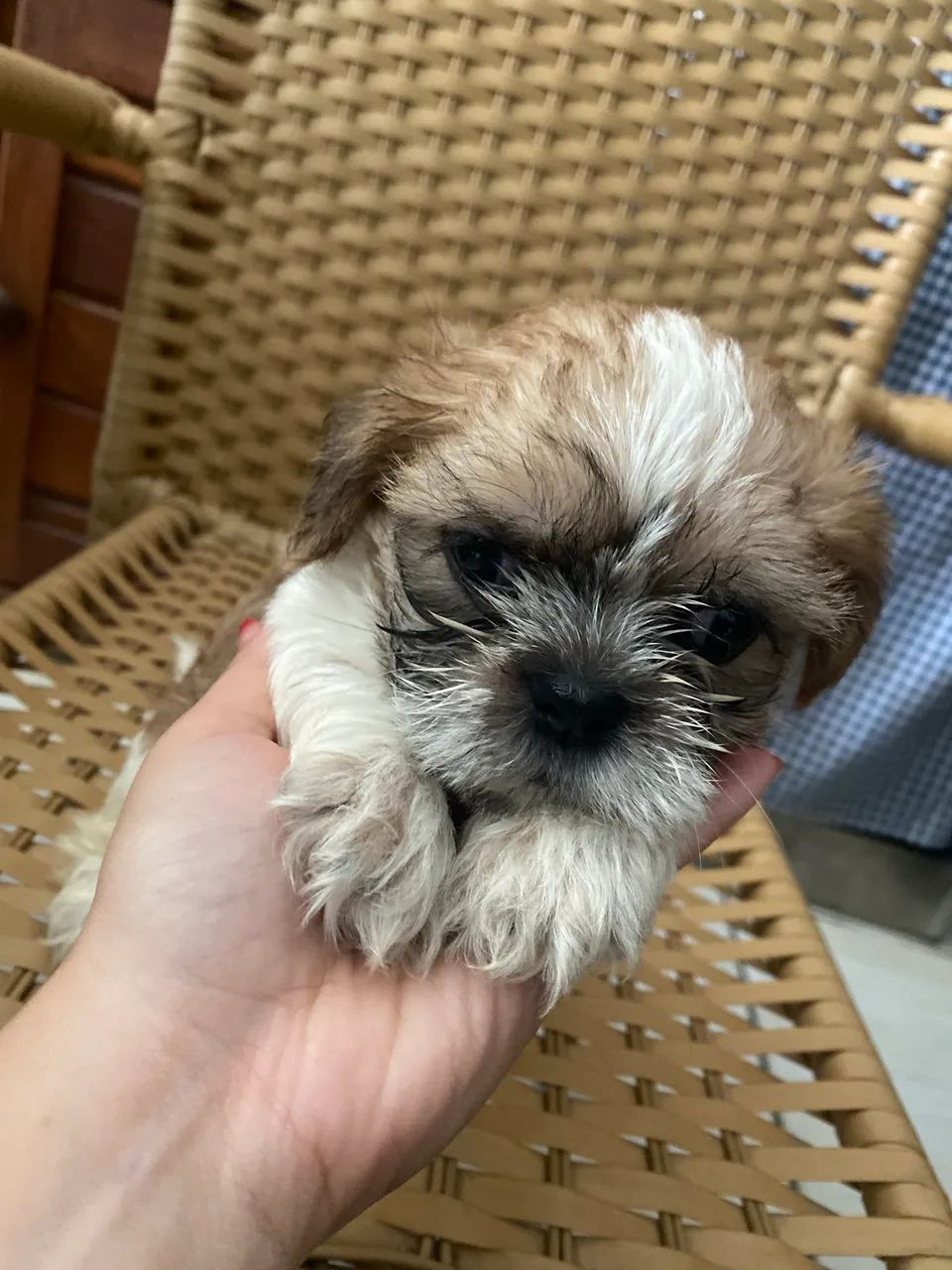 Filhote de Shihtzu  - Foto 2