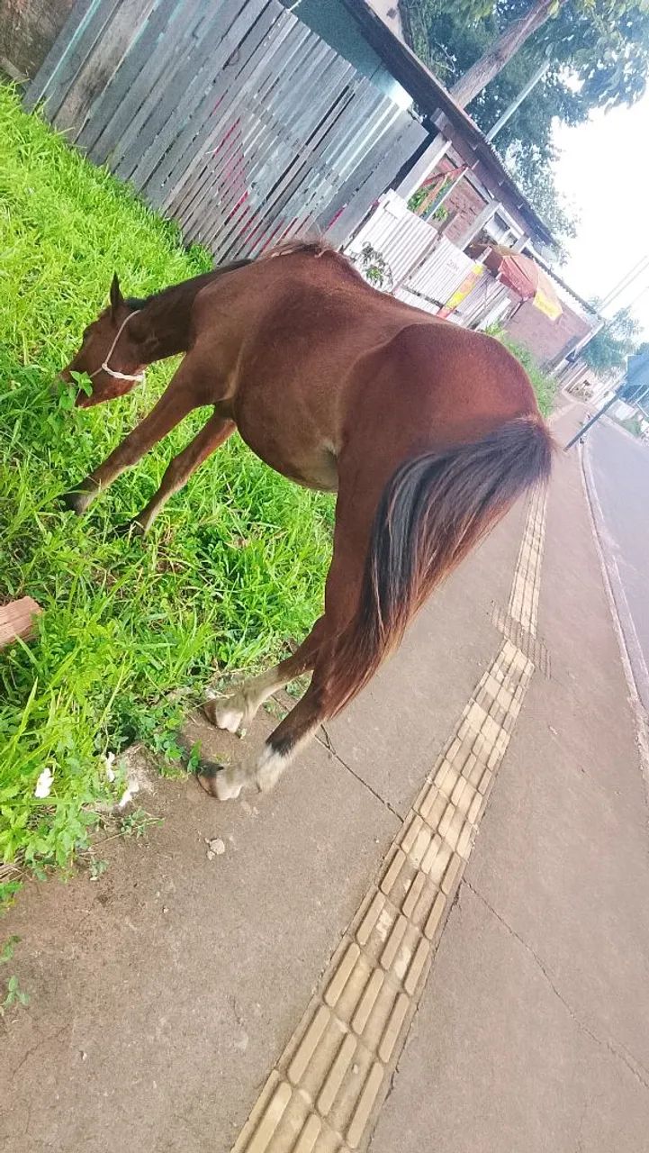 Cavalo Égua 