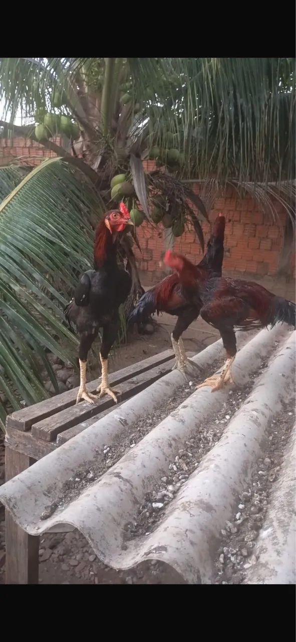 Frangos - Foto 4