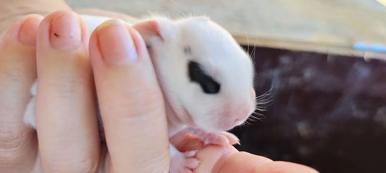 FILHOTES DE NETHERLAND DWARF PUROS - DISPONÍVEIS