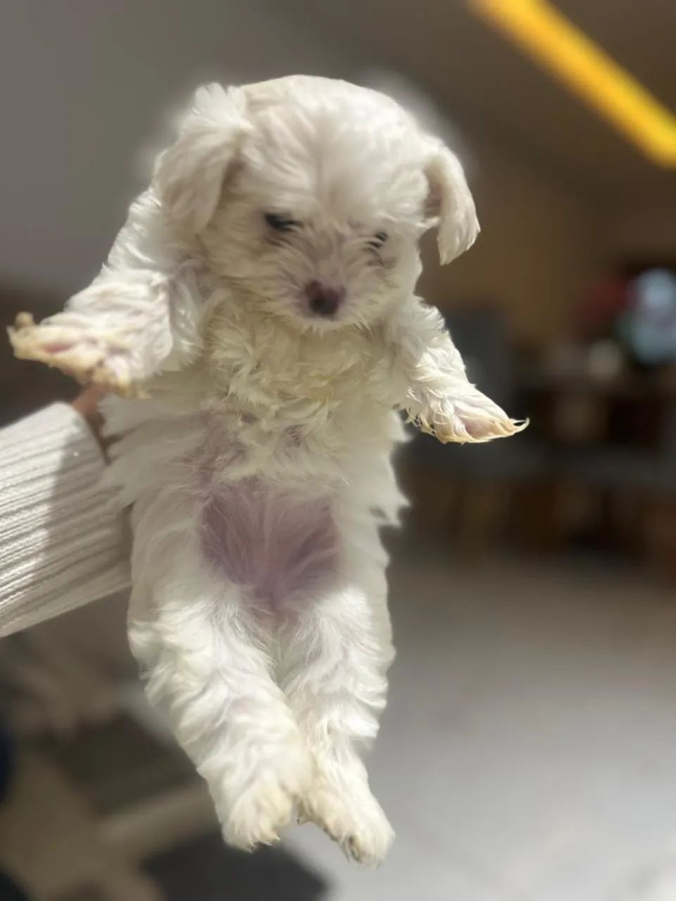 Maltês Micro - Branco Neve e Muito Fofo - Foto 3