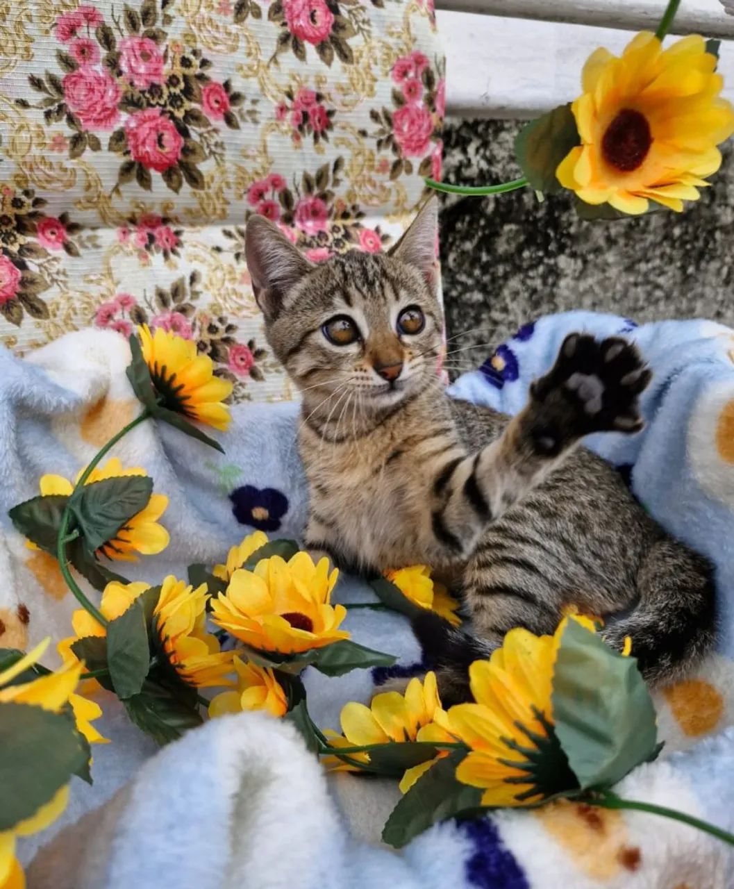 Lindas garinhas de 3 meses 