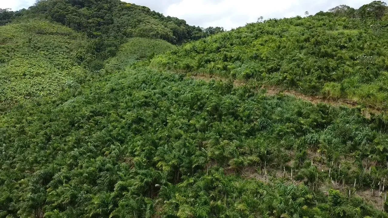 sítio pupunha - Foto 3