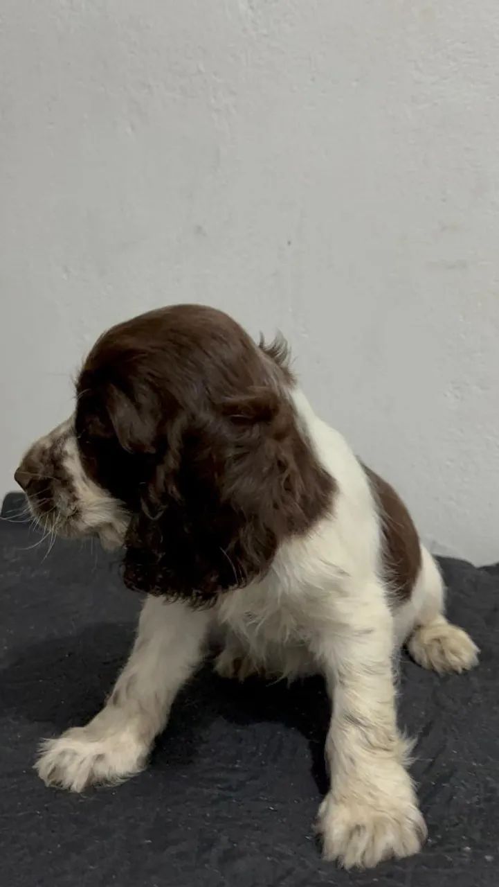 Cocker Spaniel Inglês - Fígado 