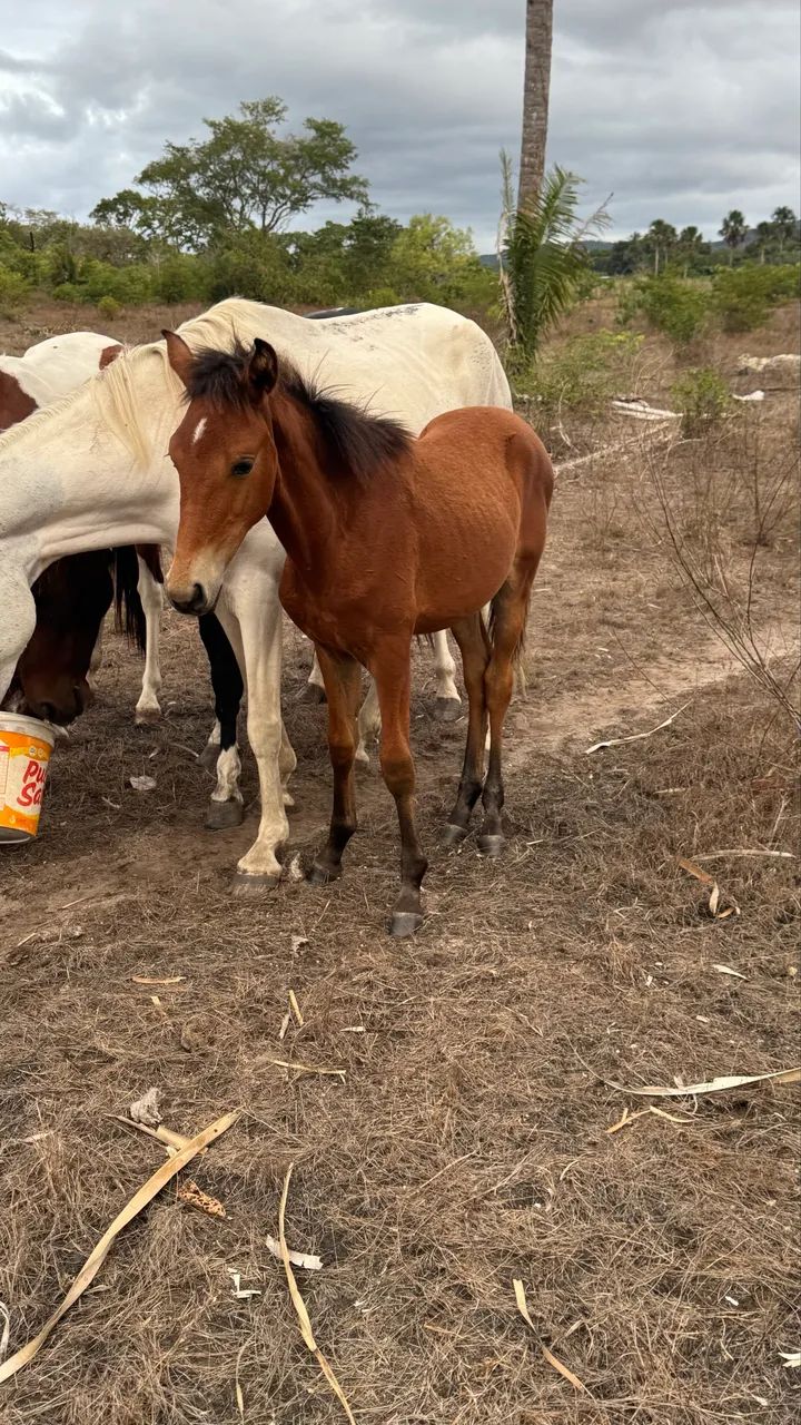 Cavalo  - Foto 3