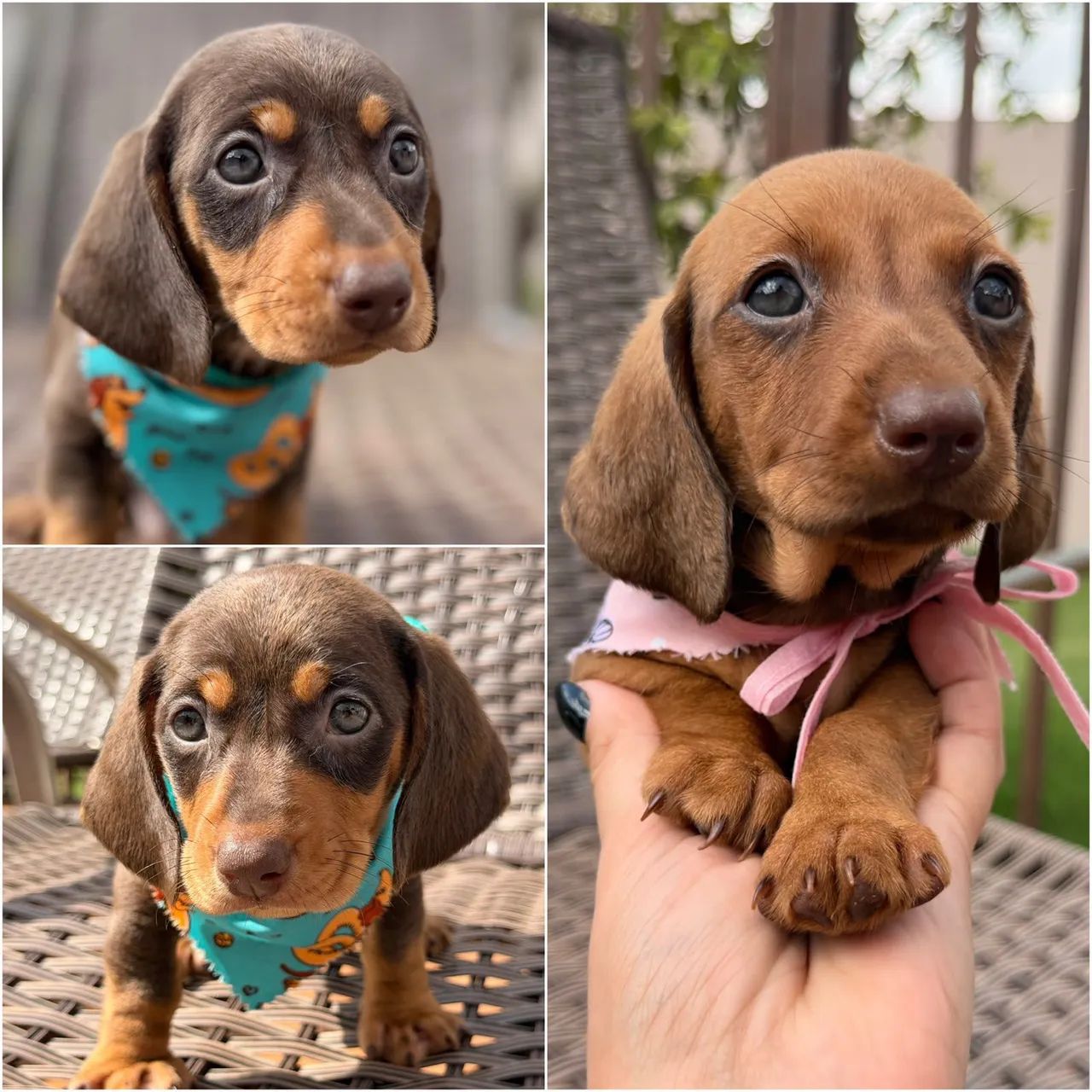 DASHCHUND DISPONÍVEL 