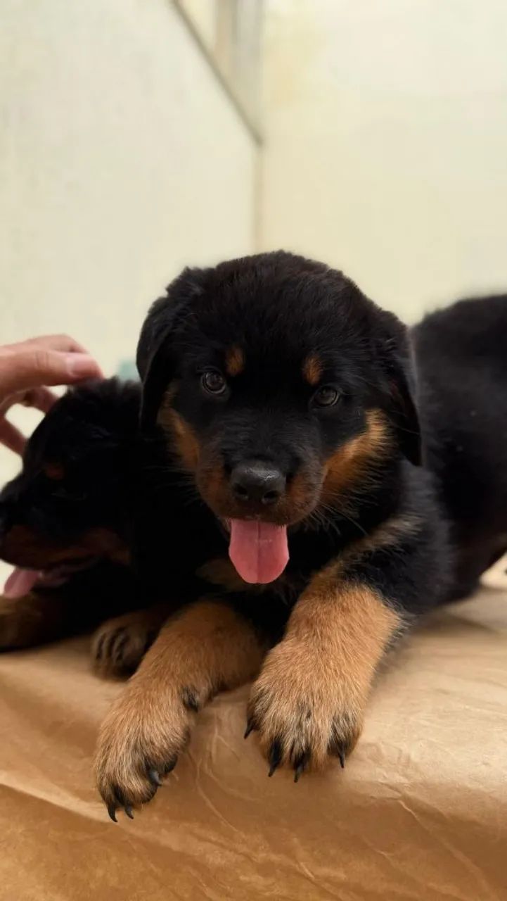 Rottweiler Filhotes mais de 2 décadas criando a raça 