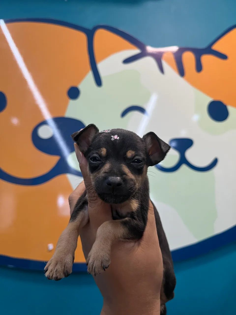 Pinscher fêmea  - Foto 2