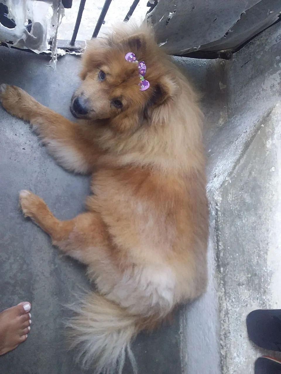 Doação chow chow  - Foto 2