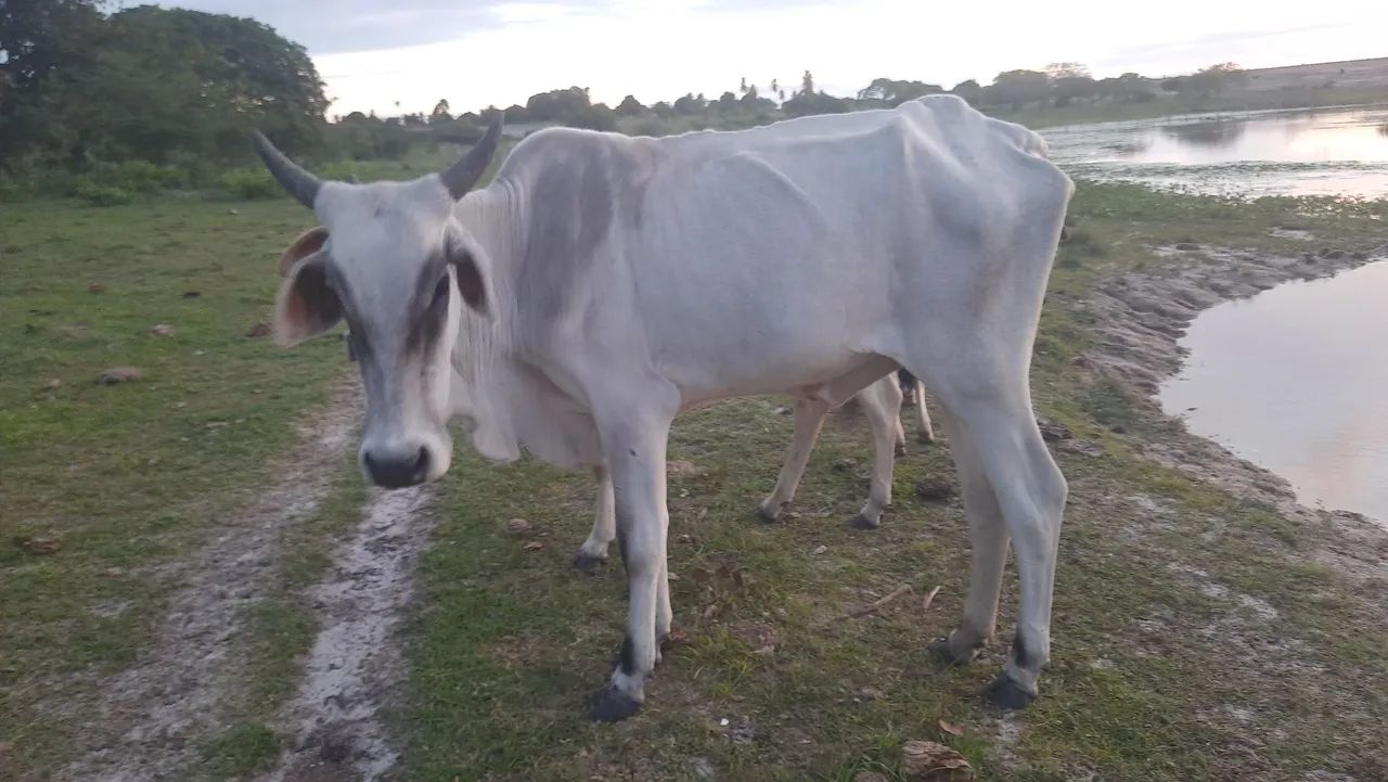 VENDO VACA NELORE PRIMEIRA CRIA