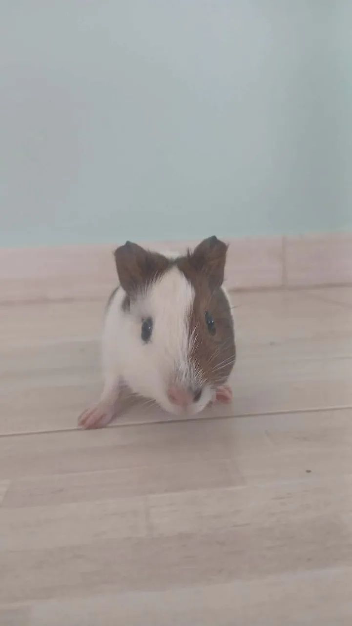 Porquinhos da Índia em Araruama  - Foto 4