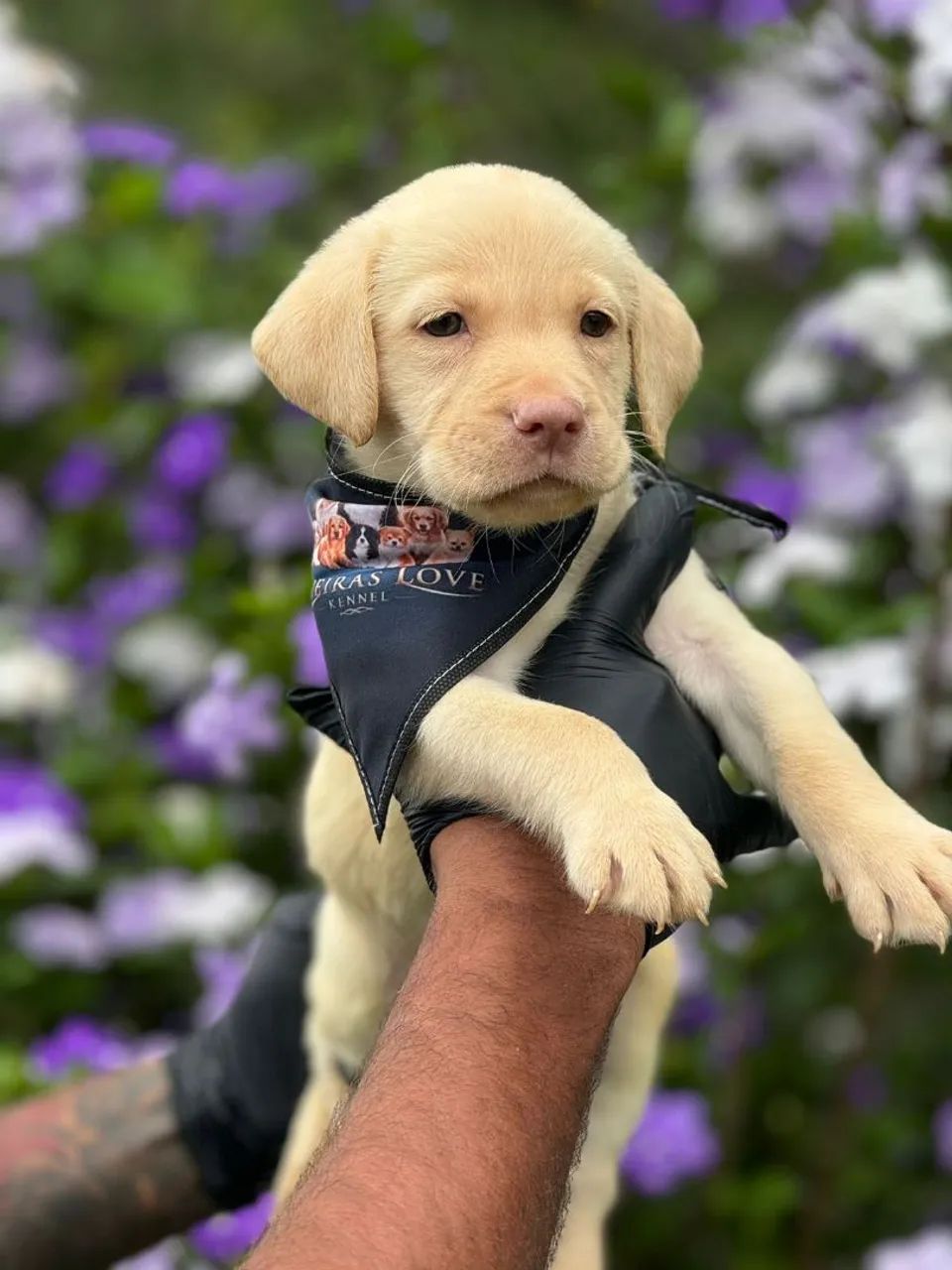 Labrador Retriver - Com energia de sobra  - Foto 3