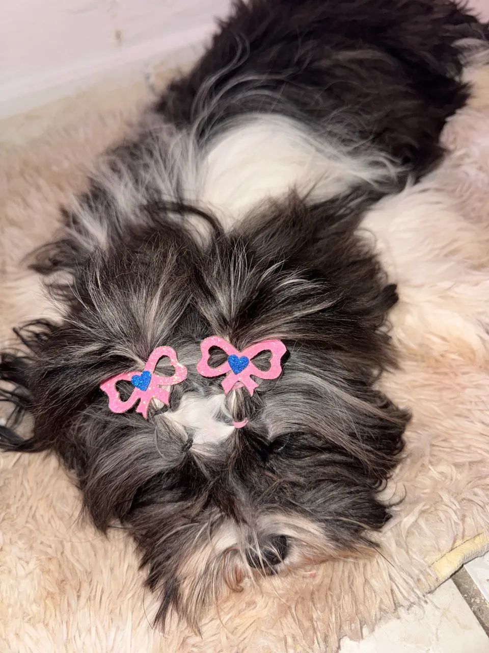 Cachorra Lhasa apso  - Foto 2