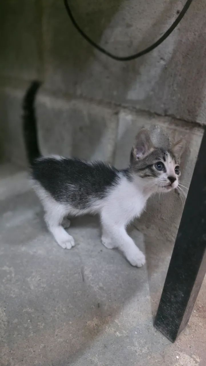 Gato para doação  - Foto 2