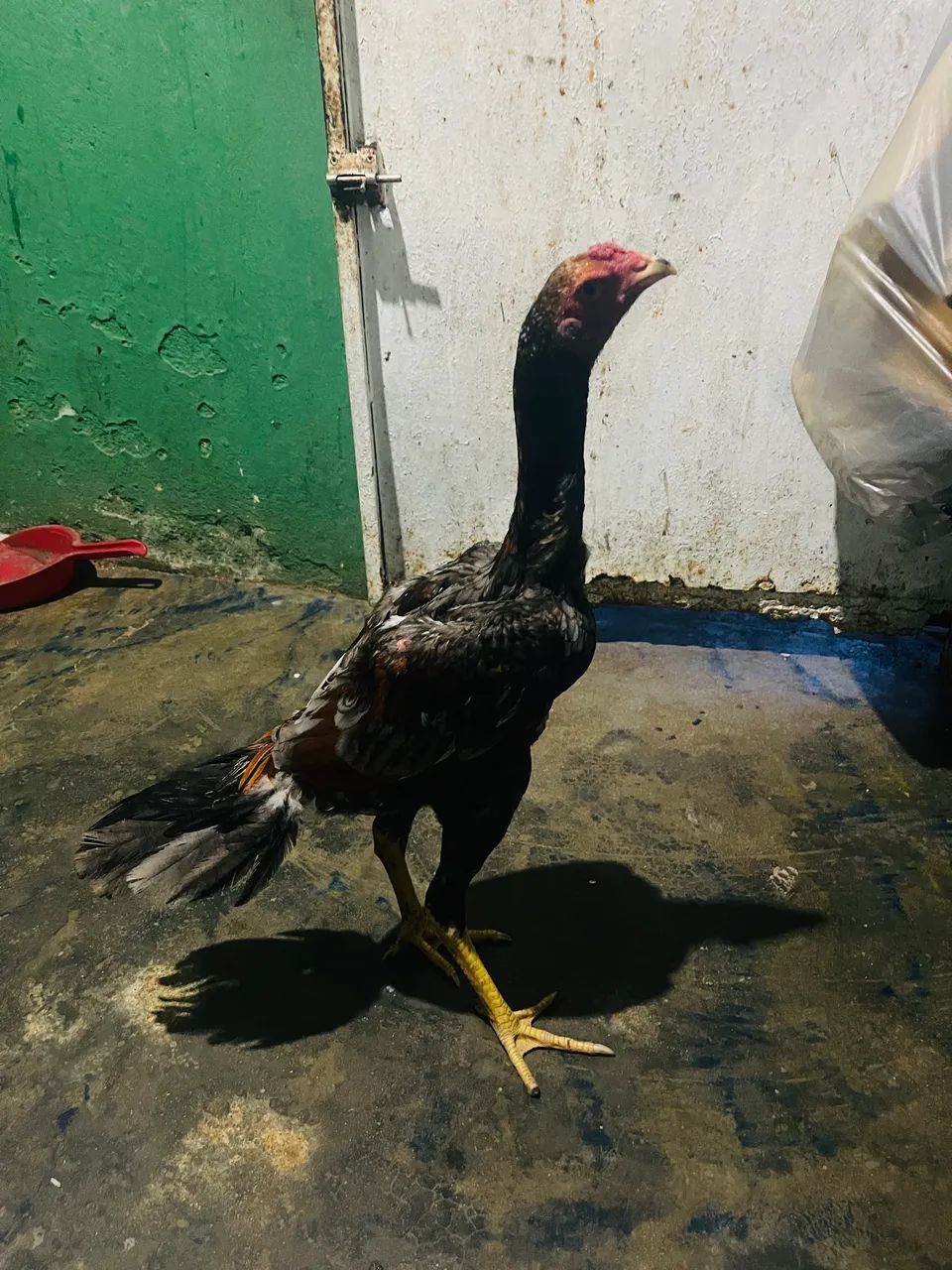 Vende-se frango boa genética