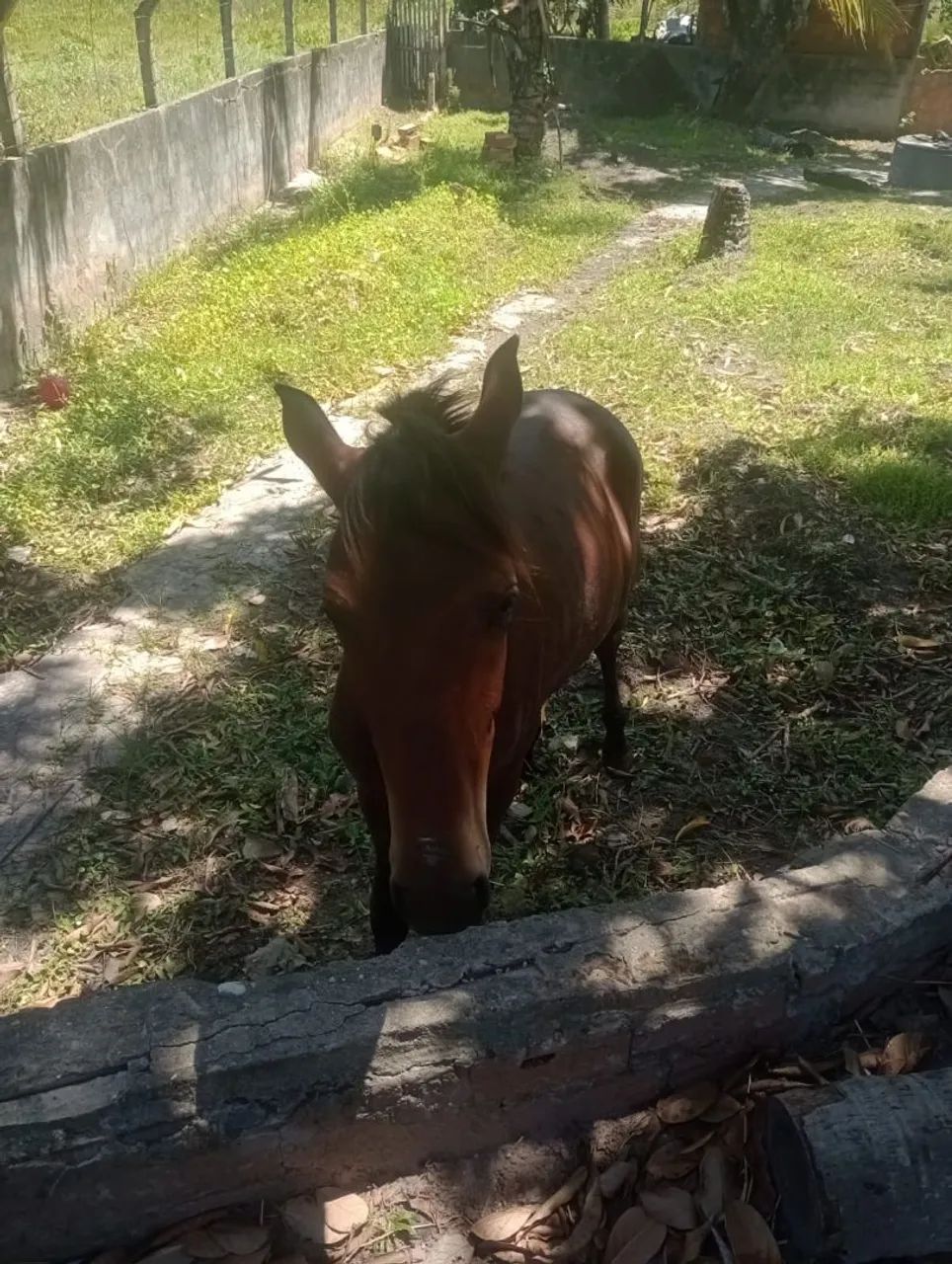 Pordo do bom
