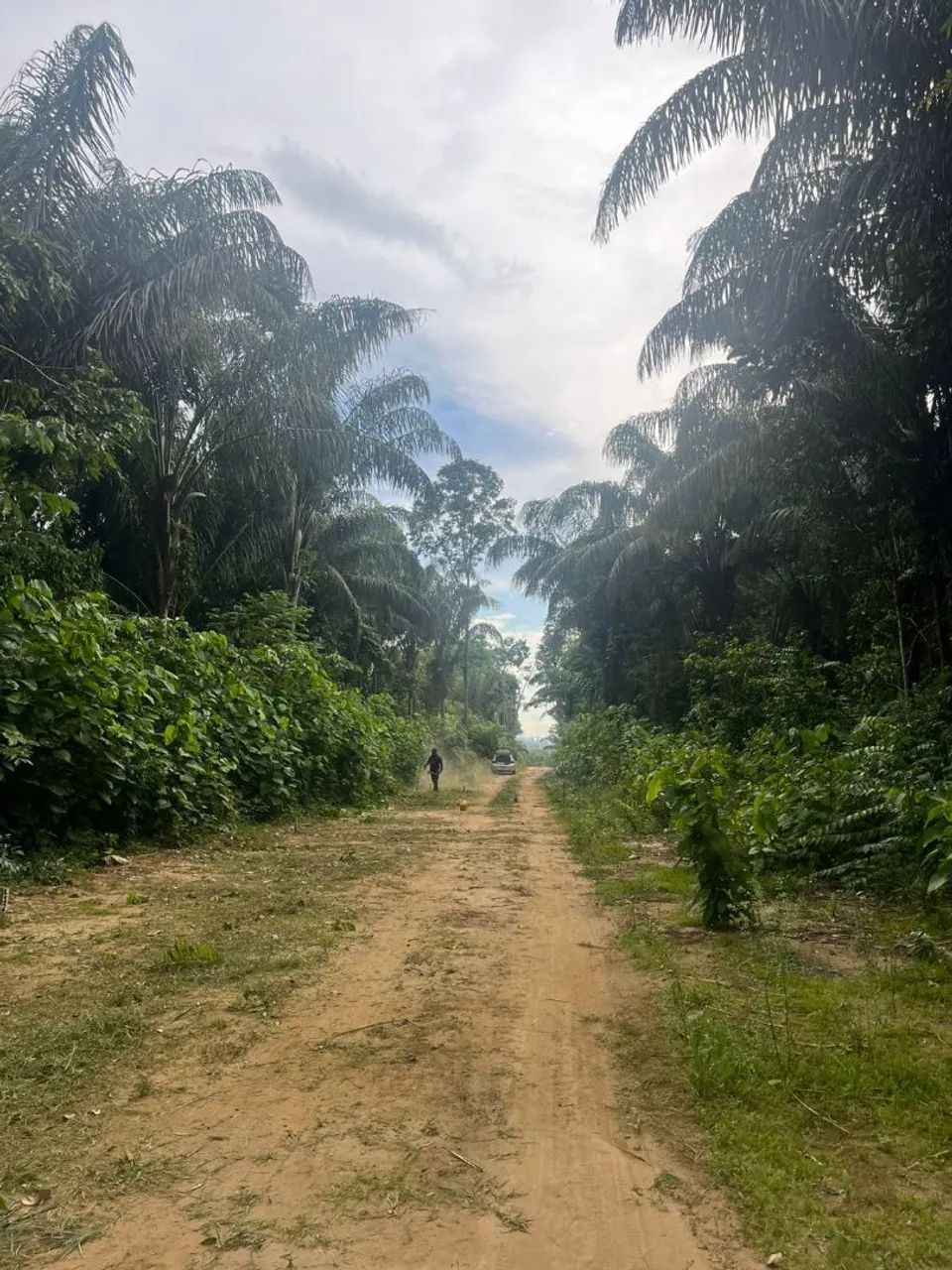 Foto - Manaus - Japiim