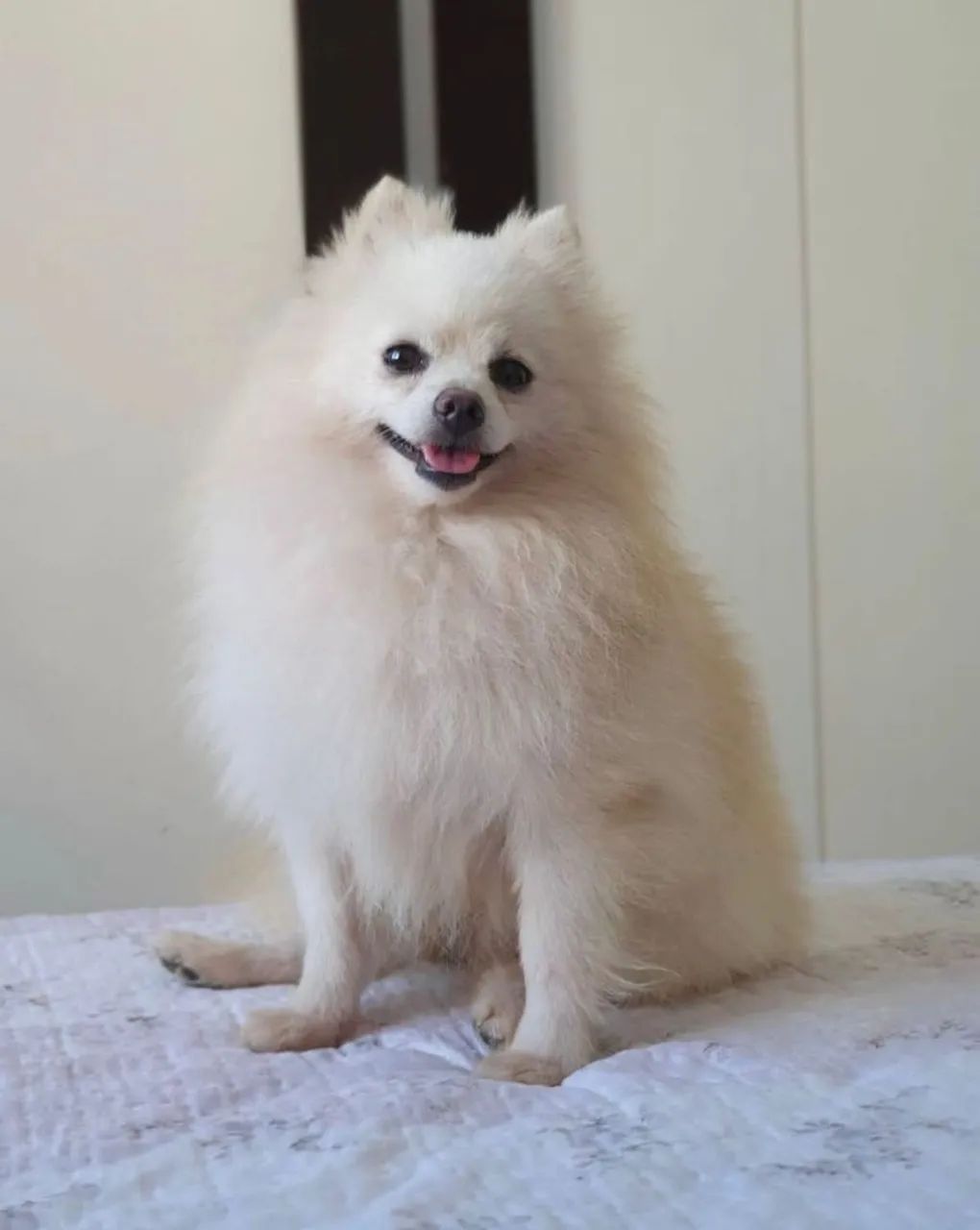 Spitz alemao macho disponível  - Foto 2