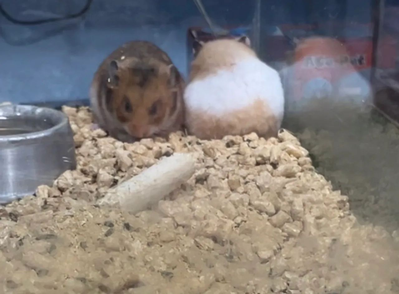 Hamster sírio  - Foto 5