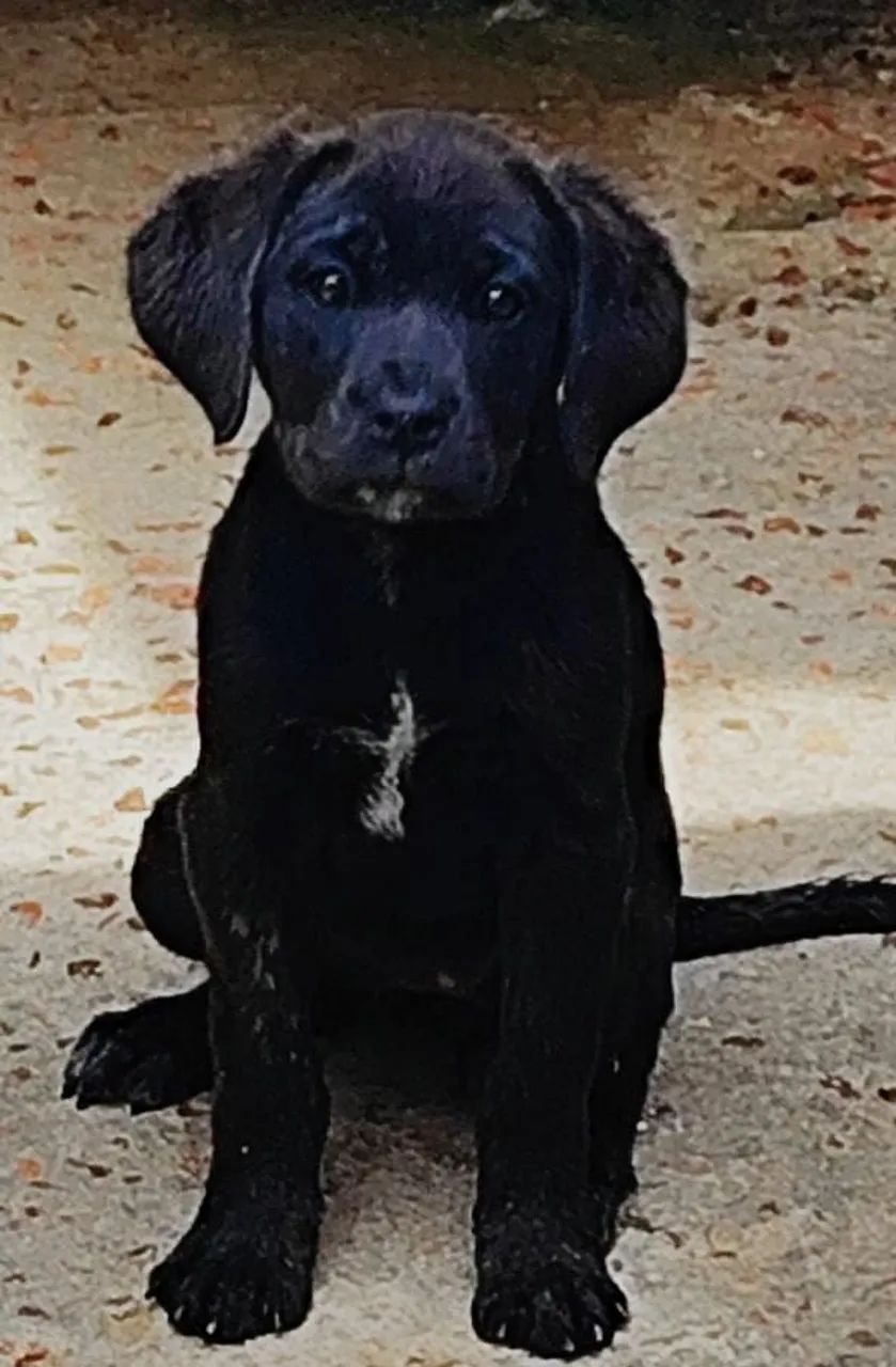 Cane corso  - Foto 2