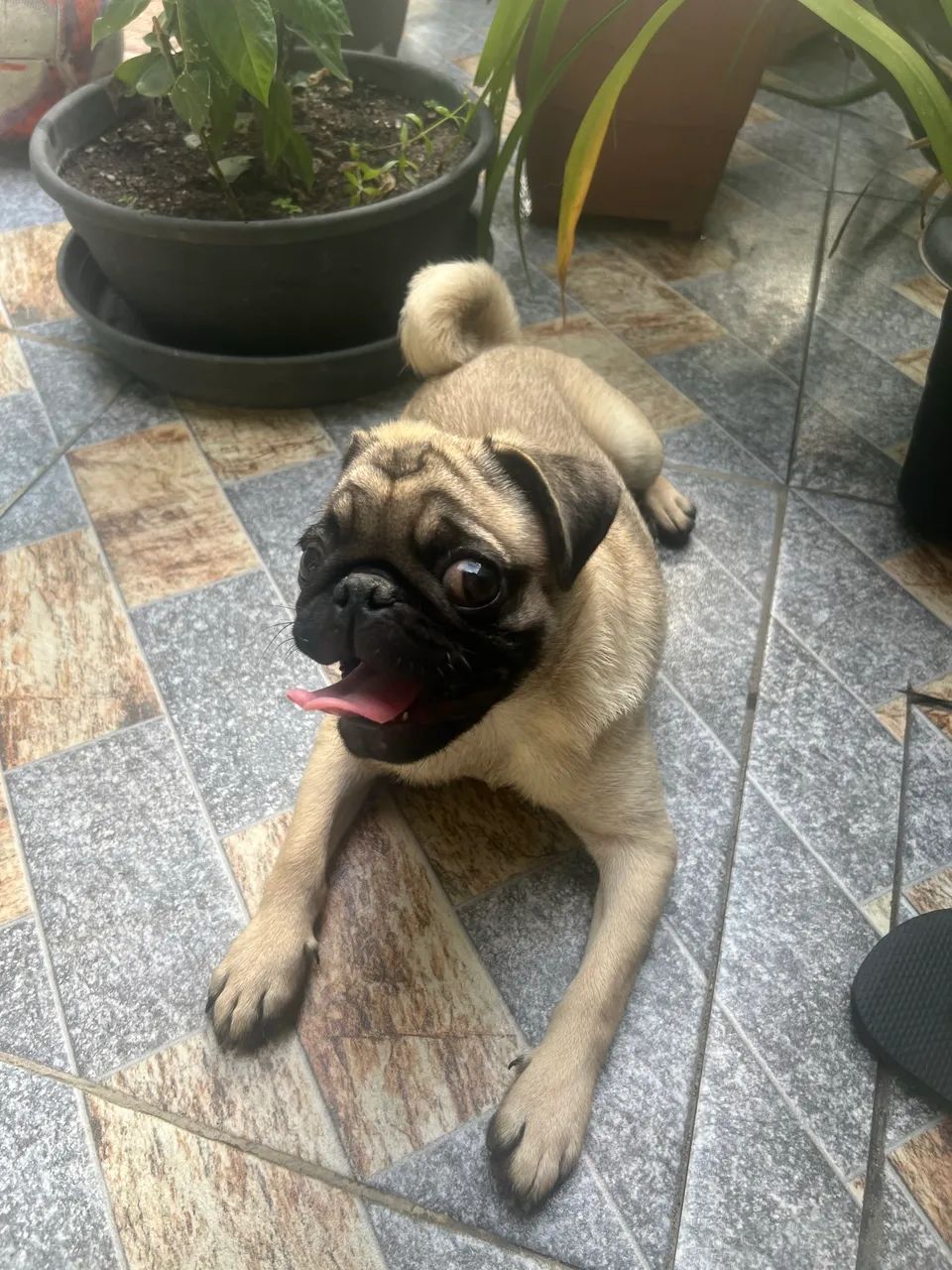 Pug fêmea  - Foto 2