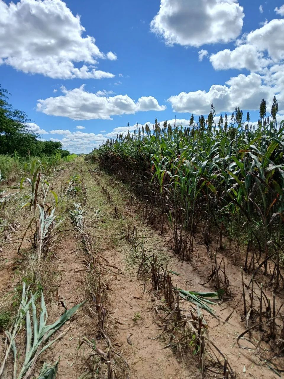 Foragem de sorgo e de milho. 