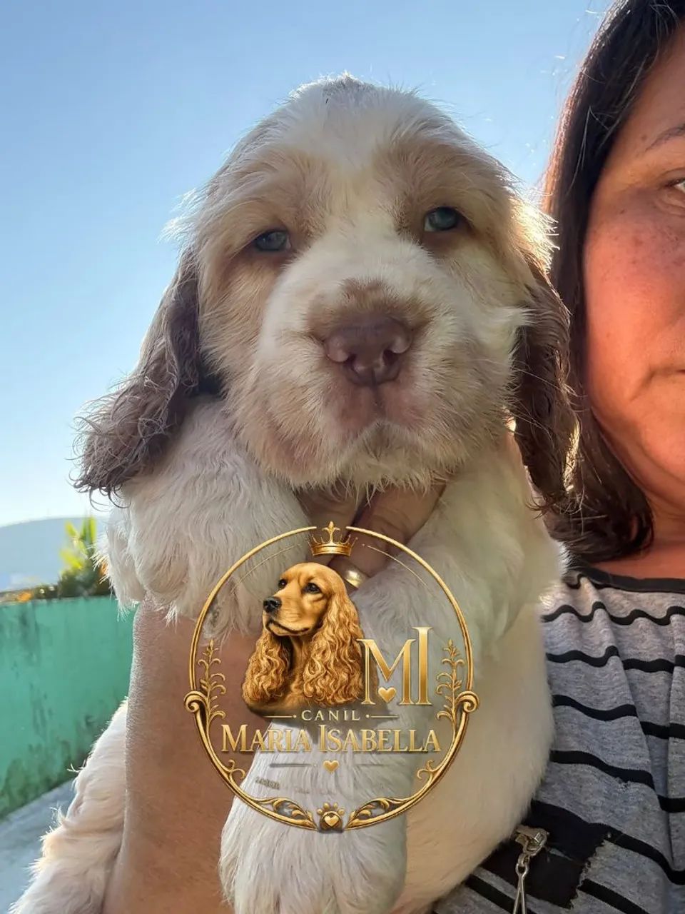 Cocker inglês macho  - Foto 3