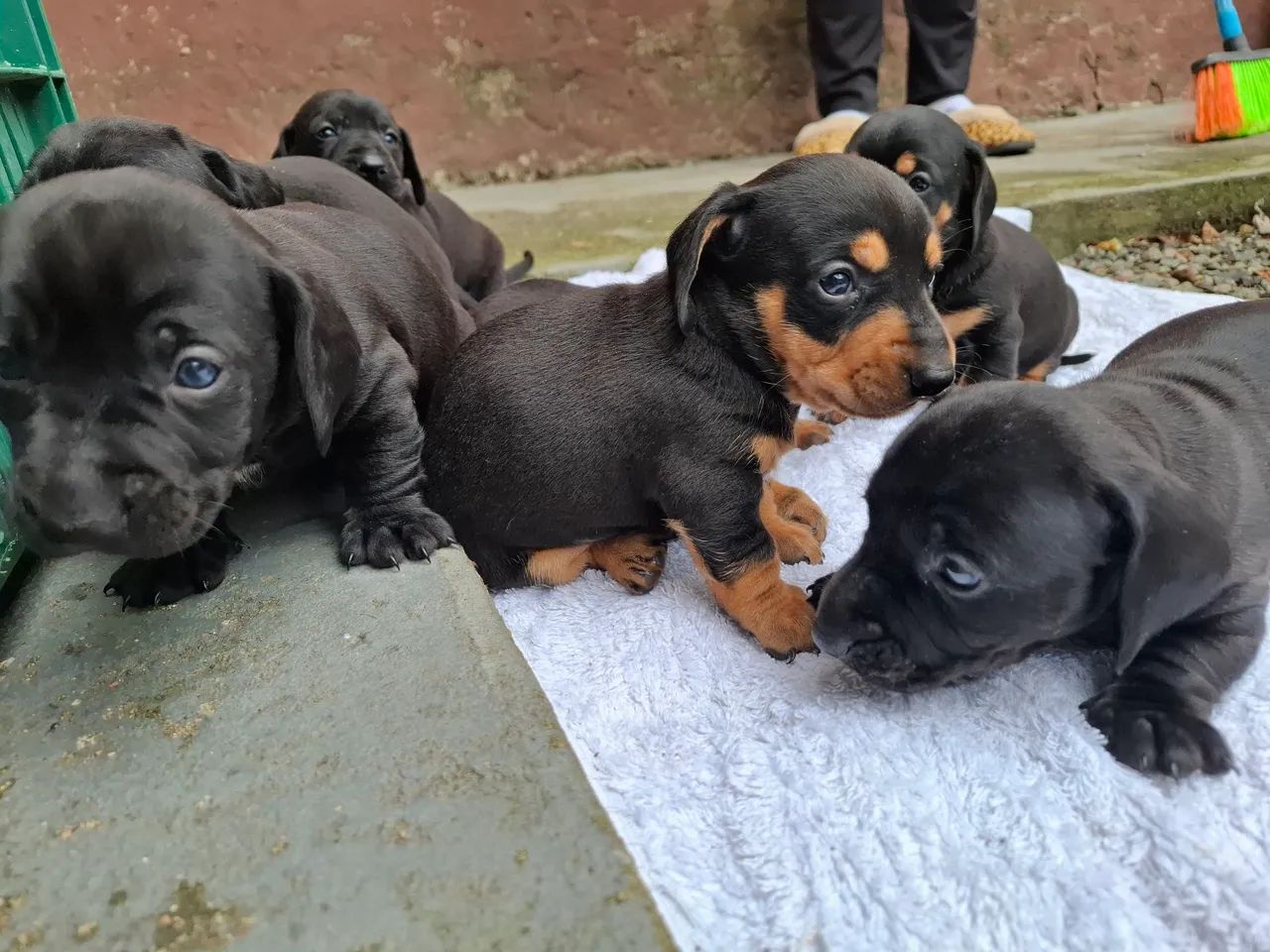 Filhotes de Dachshund "salsicha" Cofap teckel puro 