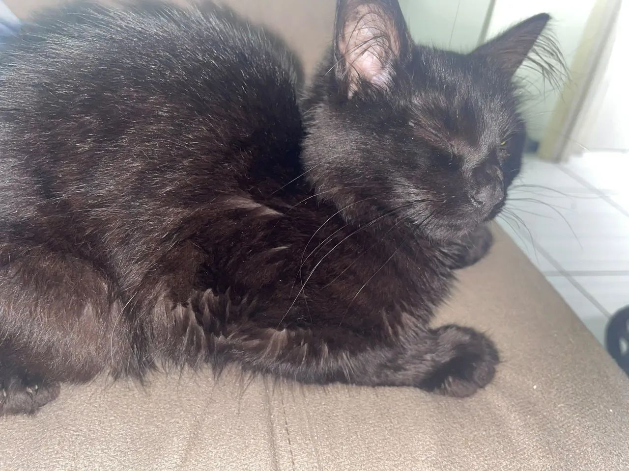 GATO PARA ADOÇÃO  - Foto 3