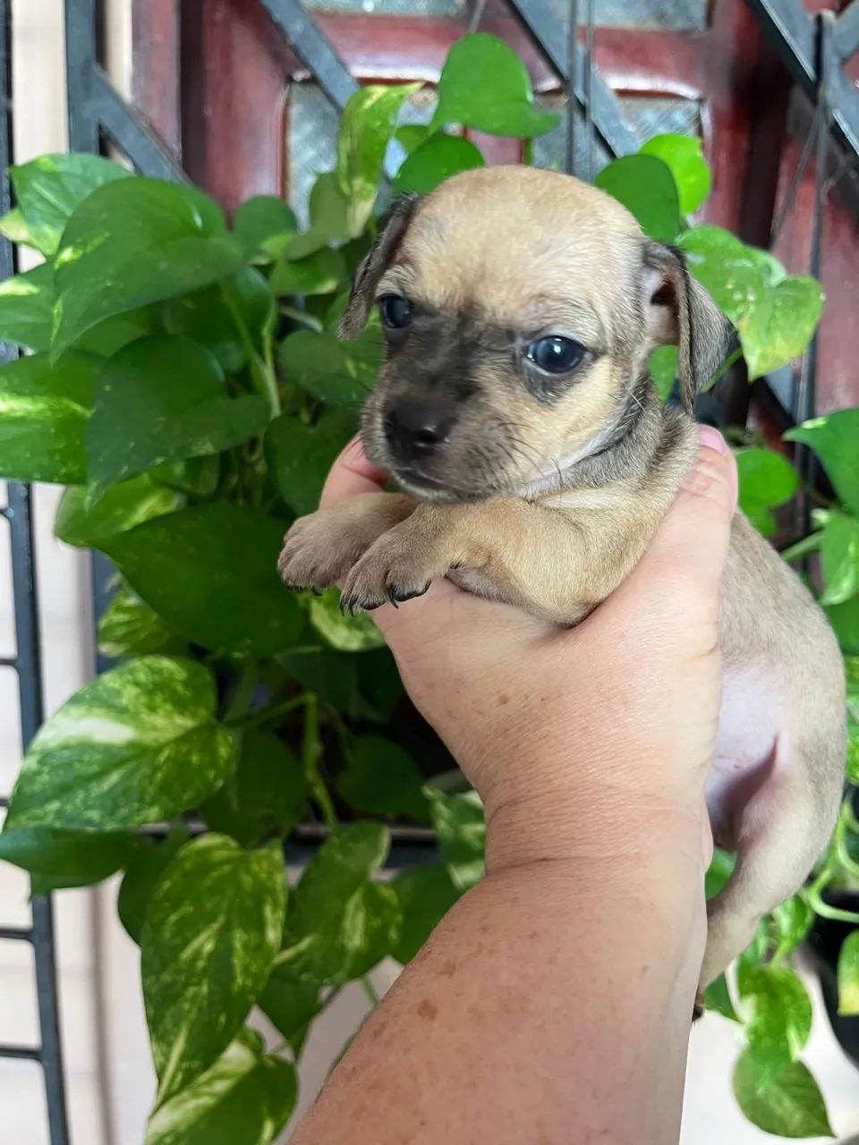 Filhote de Pinscher - Foto 2