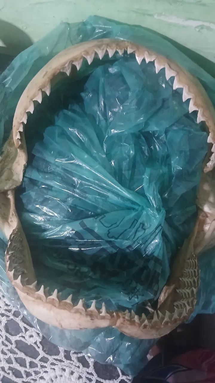 Boca de tubarão 