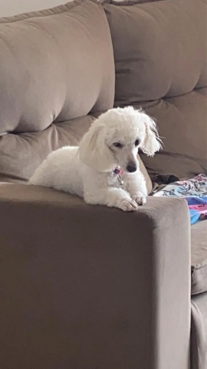 Vendo poodle inglês legítimo branco  - Foto 4