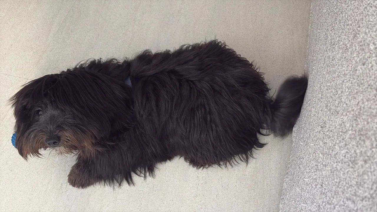 Cão para adoção responsável  - Foto 2