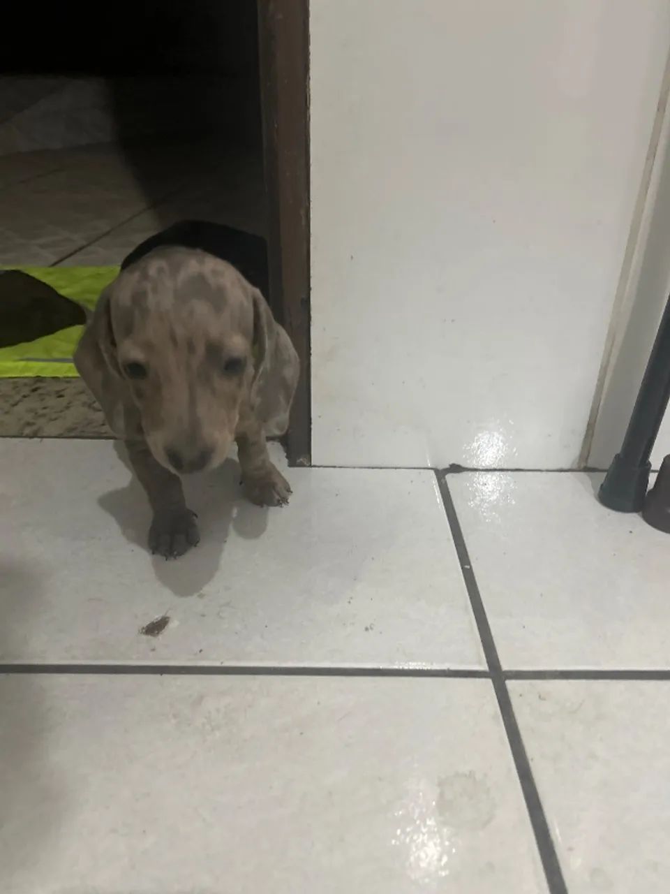 Daschunds - Foto 3
