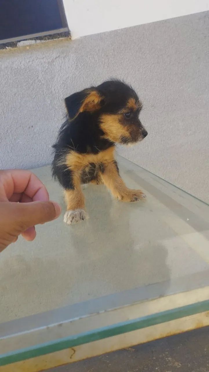 Cachorro para doação  - Foto 4