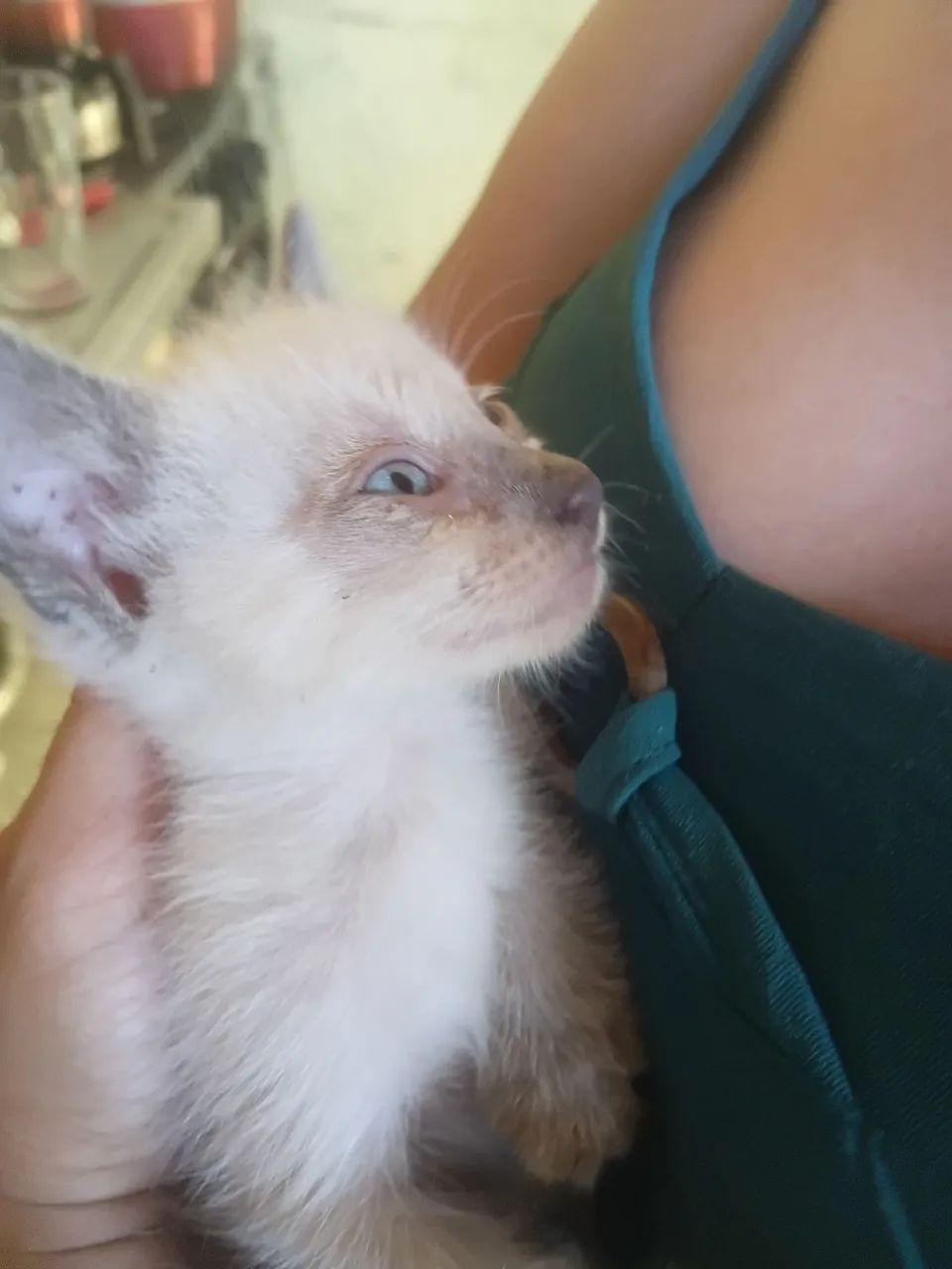 Gatinha de 1 mês e meio - Foto 3