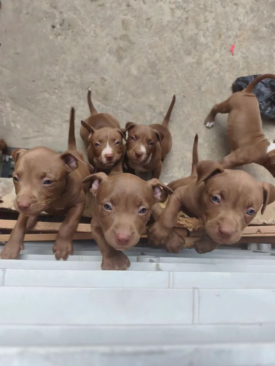 Pitmonster 