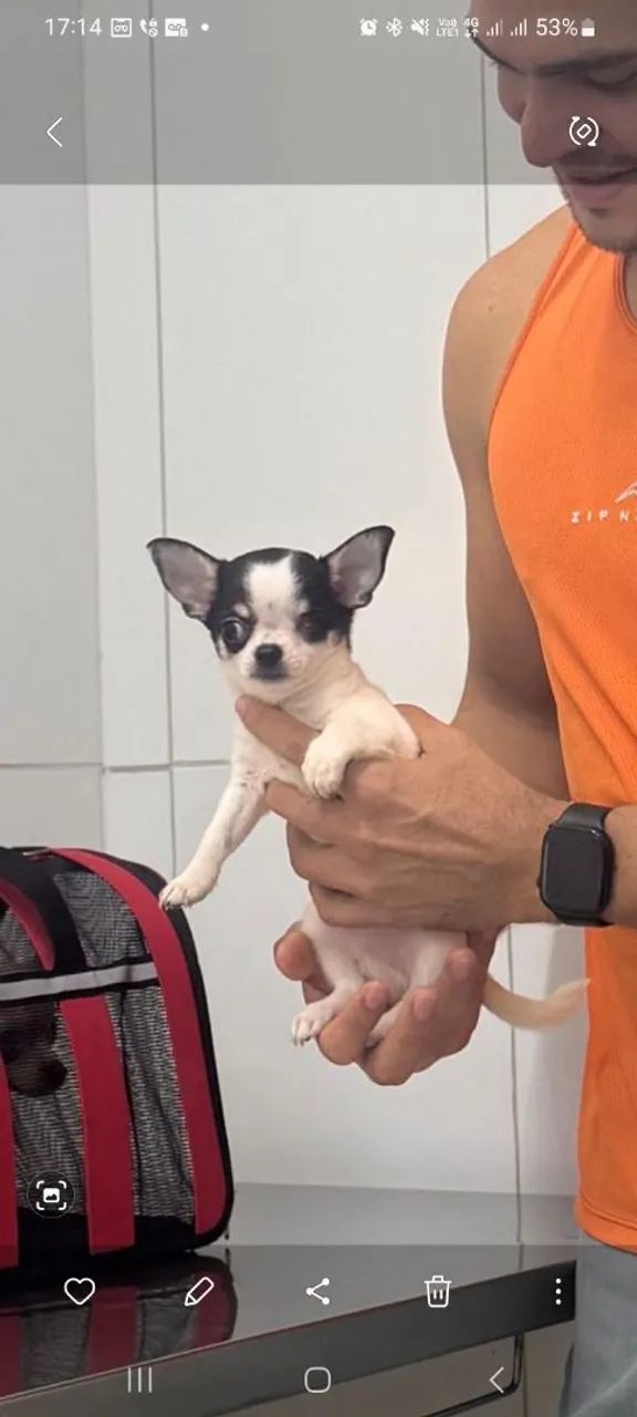 Chihuahua Macho - Foto 4
