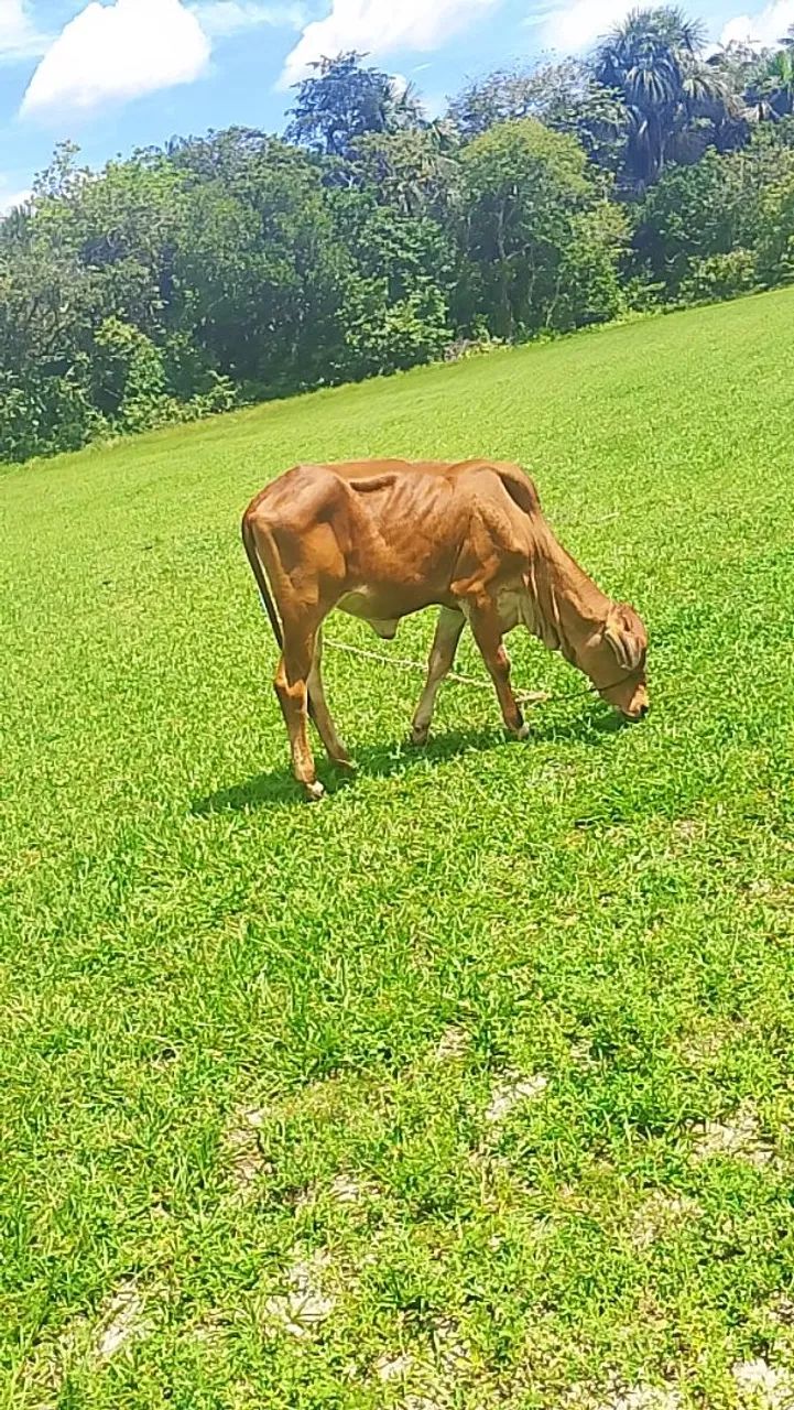 Estou vendendo uma bezerra - Foto 3