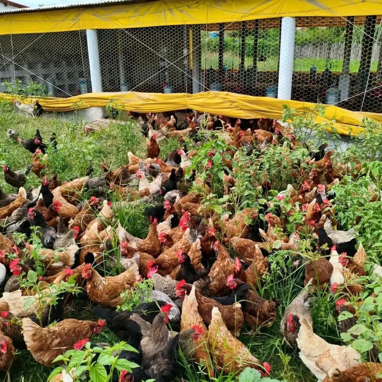 Galinha caipira  - Foto 2