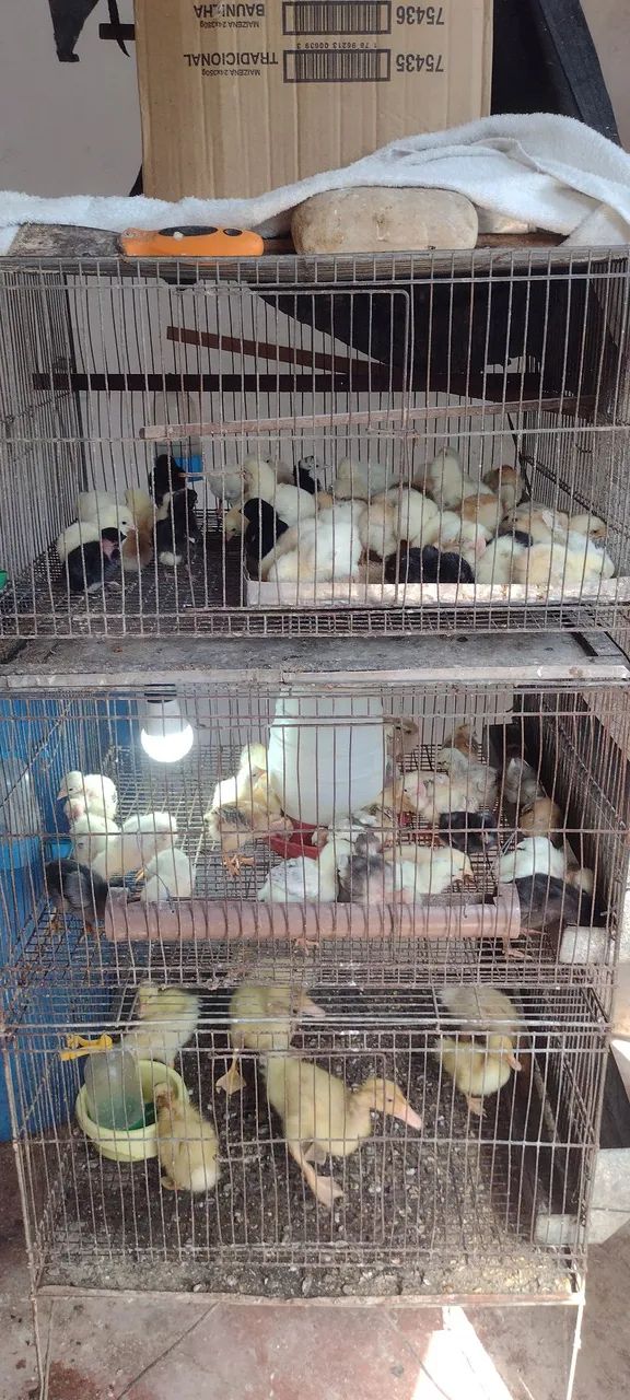 Vende-se animais para criação - Foto 5