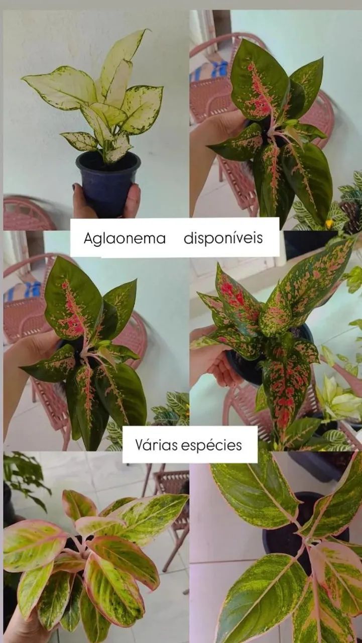 Plantas  - Foto 2