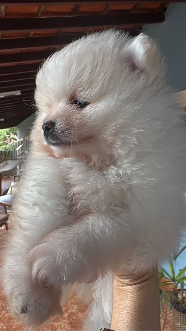 Filhote de spitz alemão  - Foto 5